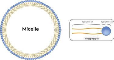 Micelle Structure Design Illustration vector