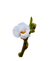 Almond buds open before spring, almond tree is the earliest to bloom in Central Asia from the end of February. png