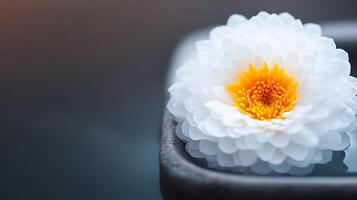 A serene close-up of a white flower with yellow center floating in a tranquil bowl of water photo