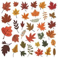 collection of autumn leaves in various shapes and sizes vector