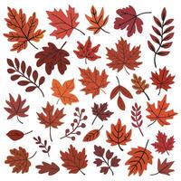 doodle flat set of orange red autumn leaves in various shapes and sizes vector