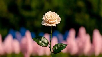 A single cream rose stands elegantly in focus against a vibrant garden backdrop with pink and blue elements photo