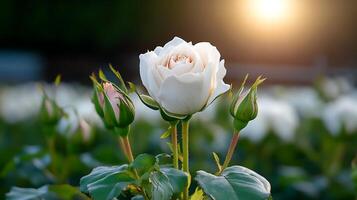 A stunning white rose in full bloom surrounded by green buds at sunset in a serene garden photo