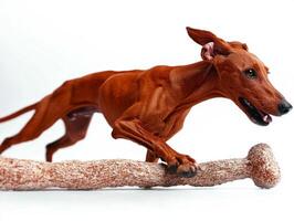 Saluki joyfully chews on bone showcasing its elegant features and athletic build. clean white background emphasizes dog's unique coat and playful demeanor photo
