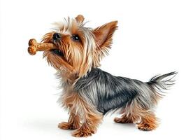 Silky Terrier is seen from side happily chewing on bone. dog's fluffy coat glistens against bright white background highlighting its playful nature and energetic spirit photo