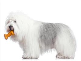 fluffy Old English Sheepdog enjoys chewing on bone clean white backdrop. dog's fur is mix of white and gray showcasing its playful nature photo