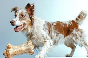 playful Australian Shepherd chews on bone enthusiasm. dog showcases its distinctive fur coat and joyful expression in side view against clean white backdrop photo