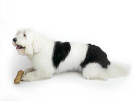 playful Old English Sheepdog is lying on clean white surface happily chewing on bone. side view highlights its fluffy coat and joyful expression photo