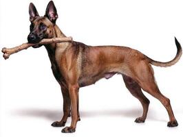 Belgian Malinois stands its body angled side while enthusiastically chewing on bone. background remains white emphasizing dog's features and activity photo