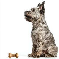 Bouvier des Flandres sits attentively chewing on bone its fur fluffy and well groomed against bright white background highlighting its playful nature photo