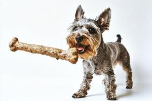 Miniature Schnauzer is happily chewing on large bone. dog is side view showcasing its fluffy coat and bright expression. clean background highlights playful nature of dog photo