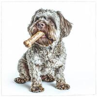 Portuguese Water Dog sits on clean white surface enjoying bone in its mouth. Its fluffy fur adds texture scene capturing essence of playful breed photo