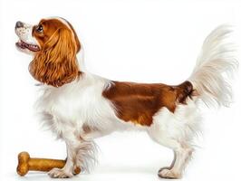 Cavalier King Charles Spaniel enjoys chewing on bone enthusiasm. dog's coat shines brightly showcasing its playful nature and charm in clean setting photo