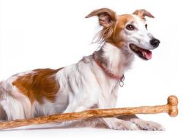 Borzoi is seen chewing on large bone resting comfortably on clean bright white surface. dog appears content and engaged its chew toy photo