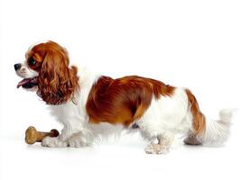 Cavalier King Charles Spaniel is happily chewing on bone showcasing its playful personality against clean white background. pet displays joyful expression while engaged in activity photo