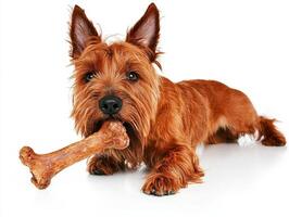 Briard sits on clean white background comfortably chewing on bone. Its expression reflects joy and playfulness as it enjoys well deserved treat highlighting its distinct coat photo