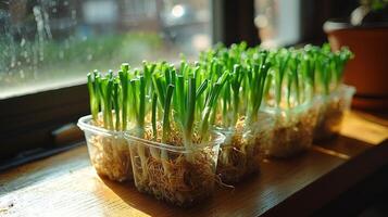 hydroponic setup showcases vibrant green onions thriving in transparent containers filled water positioned on well lit windowsill. roots are clearly visible photo
