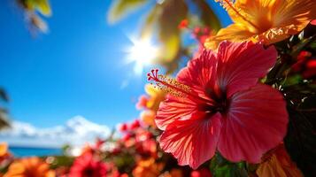 branch of hibiscus flowers bursts vibrant red and yellow petals strong natural light. clear tropical sky enhances striking colors creating shadows add depth photo