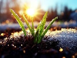 Bright green grass blades push through icy snow as early spring arrives. Soft bokeh effects of melting water create serene fresh atmosphere illuminated warm sunlight photo