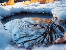 small puddle emerges from melting snow creating ripples as droplets fall. Bare branches reflect in water enhancing tranquil winter scene soft natural lighting photo