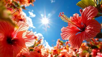 Dynamic branches of hibiscus flowers featuring bright red and yellow petals stand out against backdrop of clear tropical sky strong sunlight illuminating scene photo