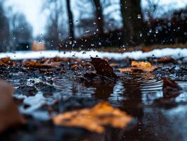 small puddle formed melting snow captures bare branches above. Ripples expand as droplets fall into water creating serene winter scene photo