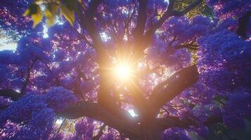 jacaranda tree showcases its stunning purple blossoms forming tranquil canopy over peaceful suburban street sunlight gently filtering through leaves photo