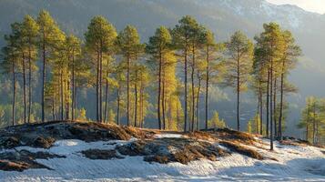 Sunlight casts long shadows on hillside where melting snow reveals patches of brown earth. Early green shoots emerge as trees stand tall against backdrop of bright blue sky photo