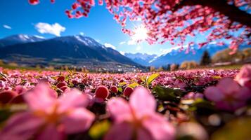 Apricot tree blossoms burst vibrant pink color in soft morning light. clear blue sky and distant mountains create stunning backdrop enhancing serene beauty of springtime photo