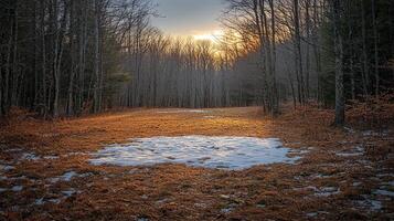 tranquil forest clearing showcases patches of snow slowly melting into earth while fresh green grass emerges in warm glow of evening sun. Bare branches frame natural beauty photo