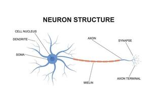 Neuron structure concept. Description of the anatomy of the neuron of the brain. Illustration of the structure of a neuron in flat design. vector