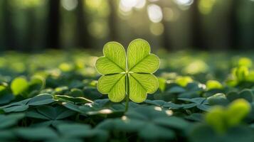 single four leaf clover stands proudly amidst multitude of three leaf shamrocks illuminated soft sunlight showcases its unique beauty and symbolic luck in nature photo