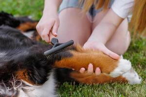 Enjoyed grooming a dogs fur in the park, a calming routine for pet care and bonding in nature photo
