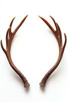 Beautifully shaped deer antlers showcasing intricate details against a clean background. photo