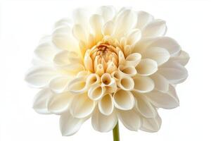 Delicate white dahlia flower showcasing intricate petal patterns and a soft, elegant appearance. photo