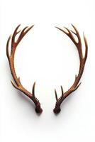 Beautifully detailed deer antlers showcasing intricate textures and natural hues. photo