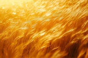 Golden wheat field swaying gently in the warm sunlight. photo