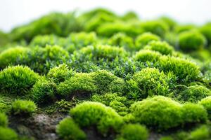 Lush green moss creating a vibrant natural landscape with varying textures and shades. photo