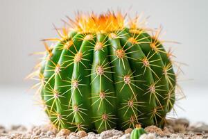 A vibrant green cactus with striking yellow spikes and a detailed texture, set against a soft, neutral background. photo