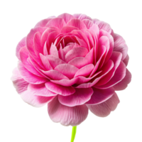 Isolated single paper flower peony made from crepe paper png