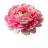 Paper flower head transparent background. png
