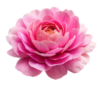 Paper flower peony made from crepe paper png