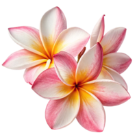 Frangipani flower isolated on transparent png