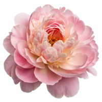 Peony bloom flower head transparent background. png