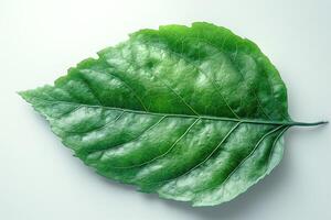 A vibrant green leaf showcasing intricate veins and textures, perfect for nature-themed designs. photo