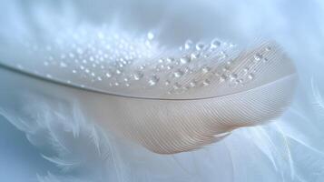 A delicate white feather adorned with glistening water droplets, showcasing nature's beauty in soft, serene tones. photo