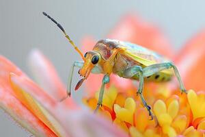A vibrant, close-up of a colorful beetle perched on a bright flower, showcasing its intricate details. photo
