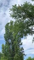 Swaying trees in a gentle breeze against a cloudy sky at high frame rate video