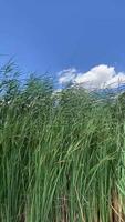 Gentle sway of tall grass under blue sky with fluffy clouds video