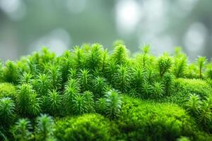 Lush green moss covering the forest floor, creating a vibrant and serene atmosphere. photo